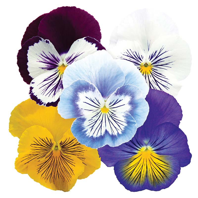 Viola Cats Plus Mix F1 Seed