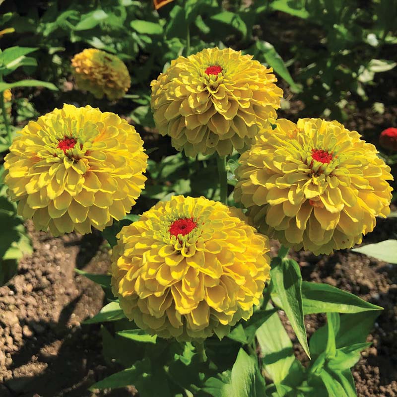 Zinnia Queeny Lemon Peach  Seed