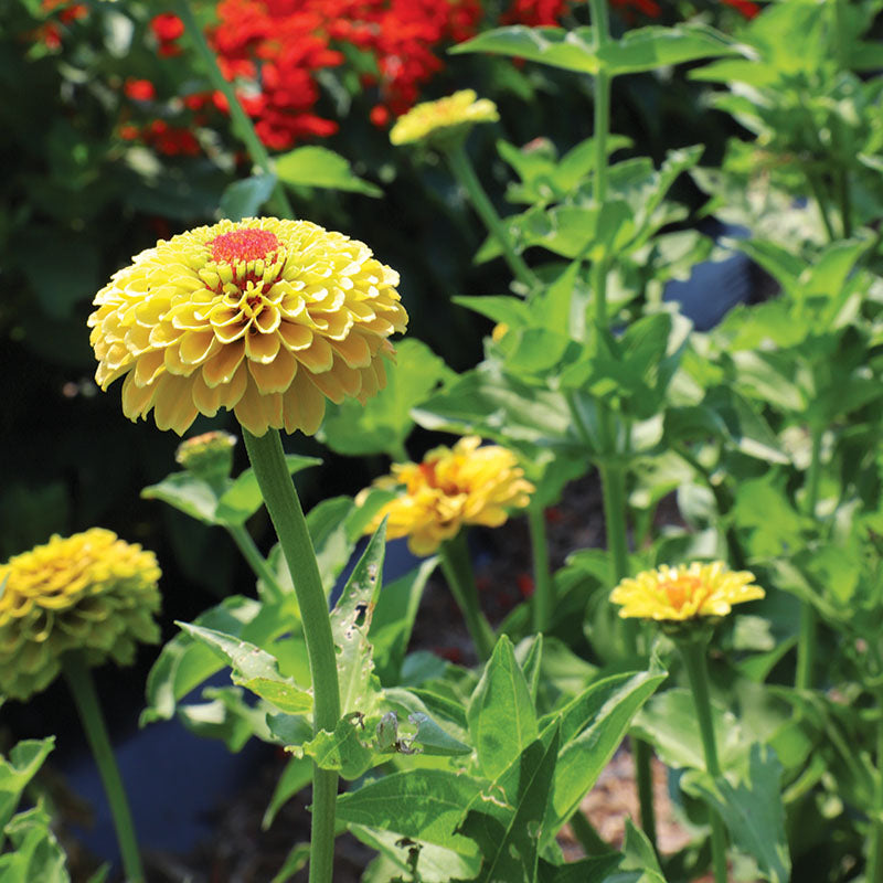 Zinnia Queeny Lemon Peach  Seed