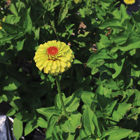 Zinnia Queeny Lemon Peach  Seed