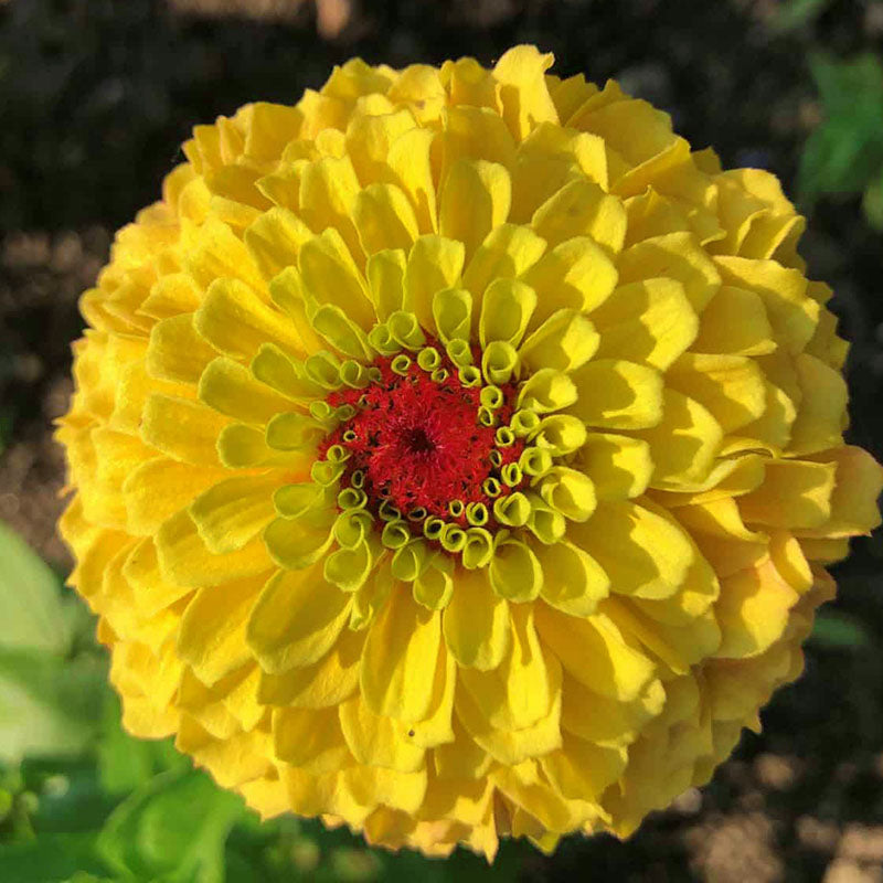 Zinnia Queeny Lemon Peach  Seed