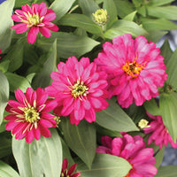 Zinnia Zydeco Cherry  Seed