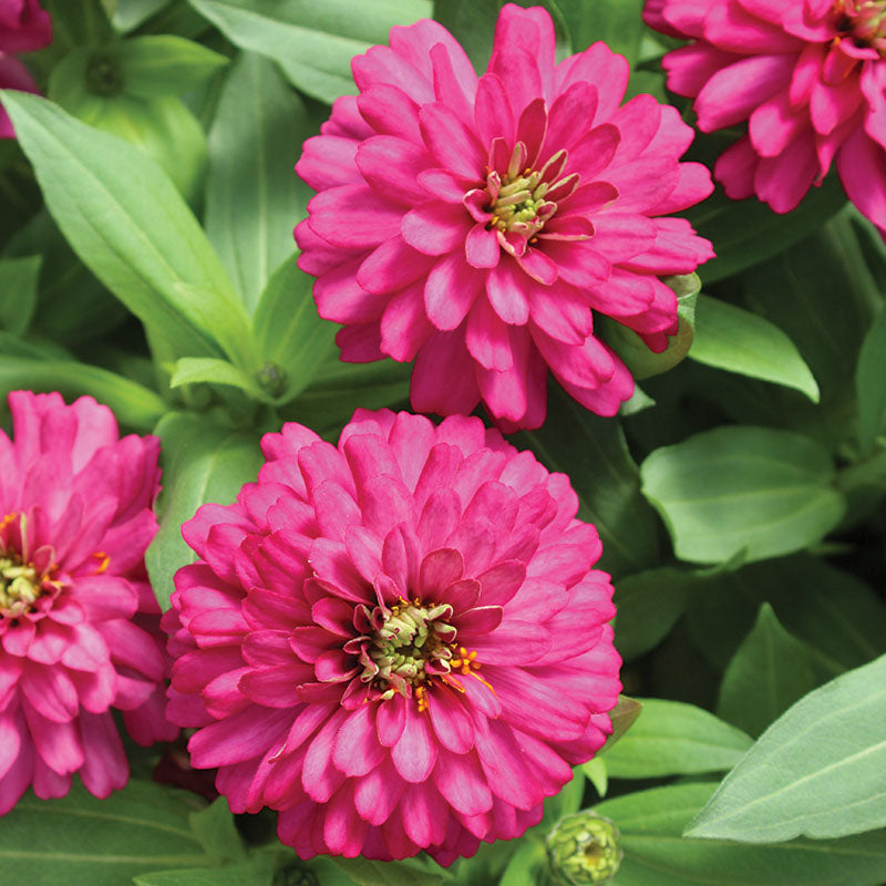 Zinnia Zydeco Cherry Seed – Harris Seeds