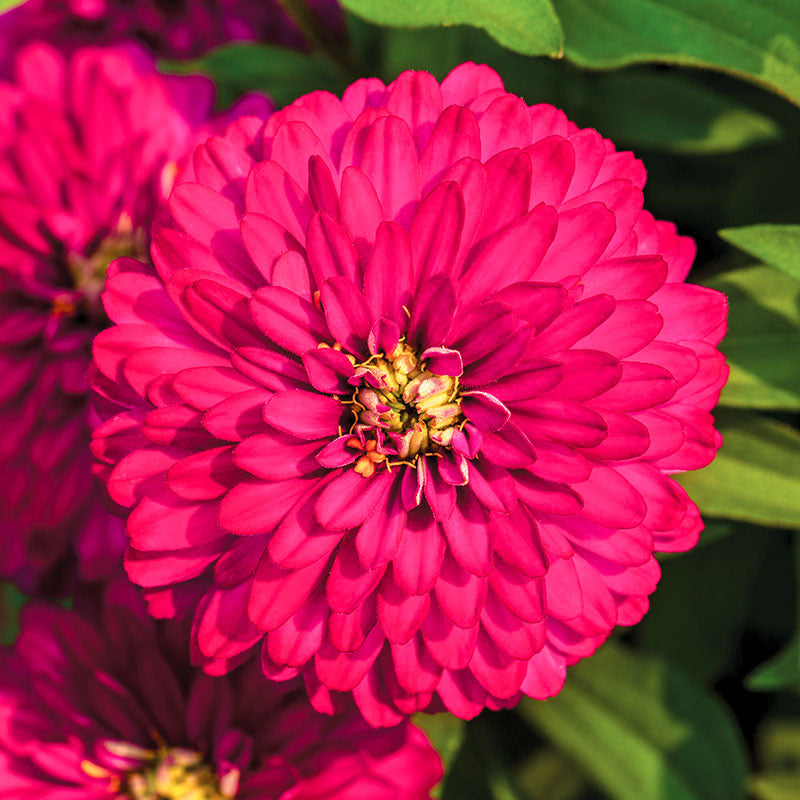 Zinnia Zydeco Cherry  Seed