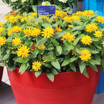 Zinnia Zydeco Deep Yellow  Seed