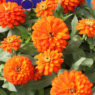 Zinnia Zydeco Fire  Seed