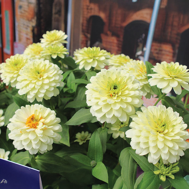 Zinnia Zydeco White  Seed