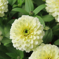 Zinnia Zydeco White  Seed