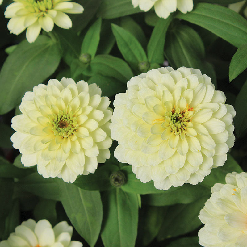 Zinnia Zydeco White  Seed