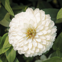 Zinnia Zydeco White  Seed