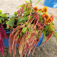 Amaranthus Coral Fountains Seed