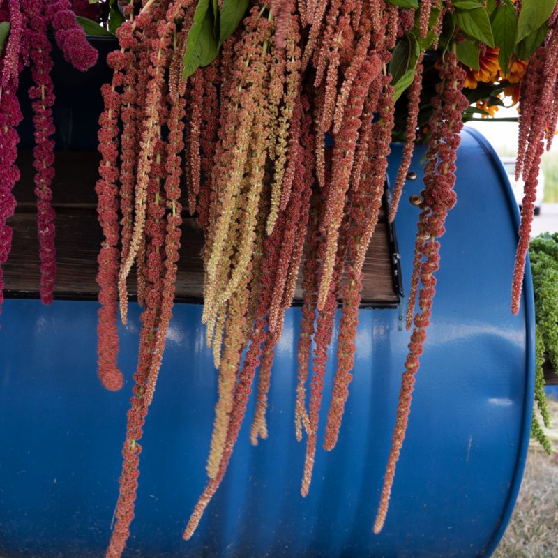 Amaranthus Coral Fountains Seed