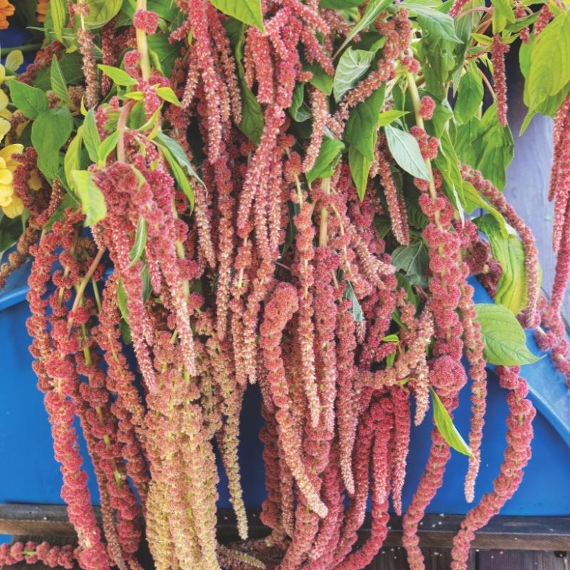 Amaranthus Coral Fountains Seed