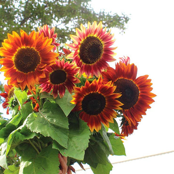 Sunflower Harlequin Mix Seed