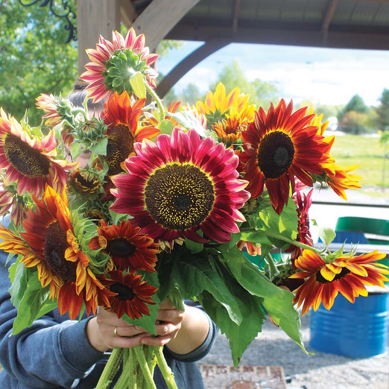 Sunflower Harlequin Mix Seed