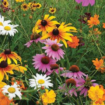 Wildflowers Cut Flower Mix Seed