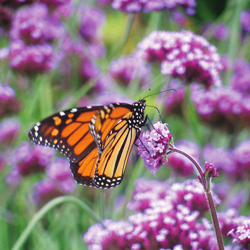 Wildflowers Native Monarch Mix Seed