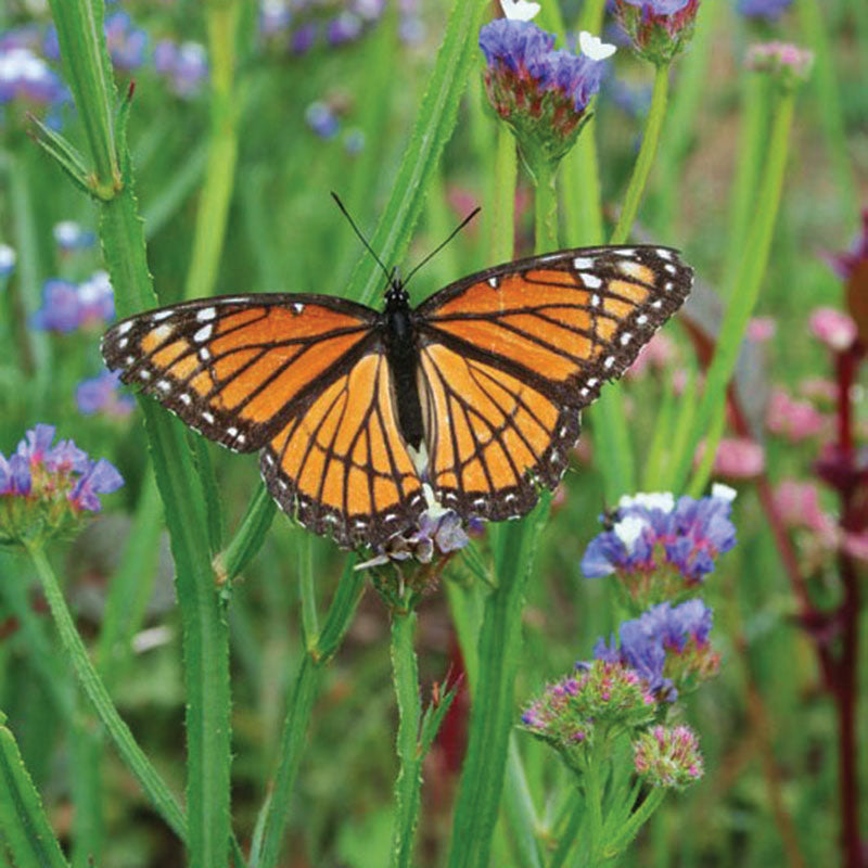 Wildflowers Native Monarch Mix Seed