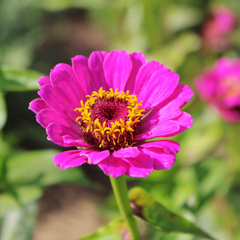 Zinnia Dreams Seed