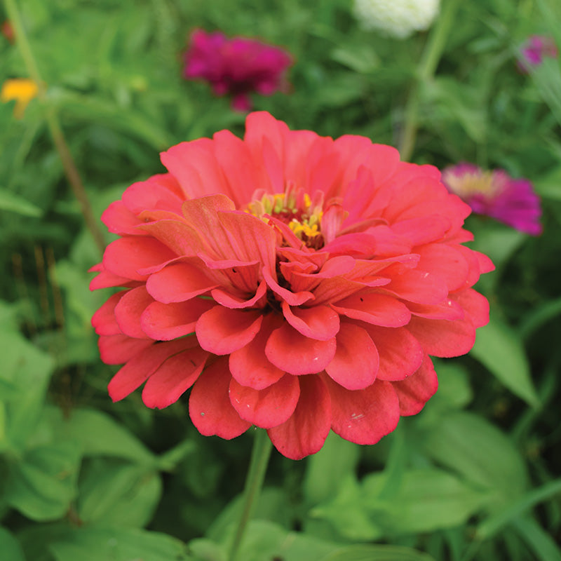 Zinnia Eldorado Seed