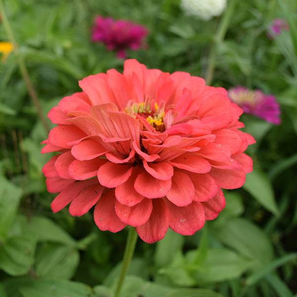 Zinnia Eldorado Seed – Harris Seeds