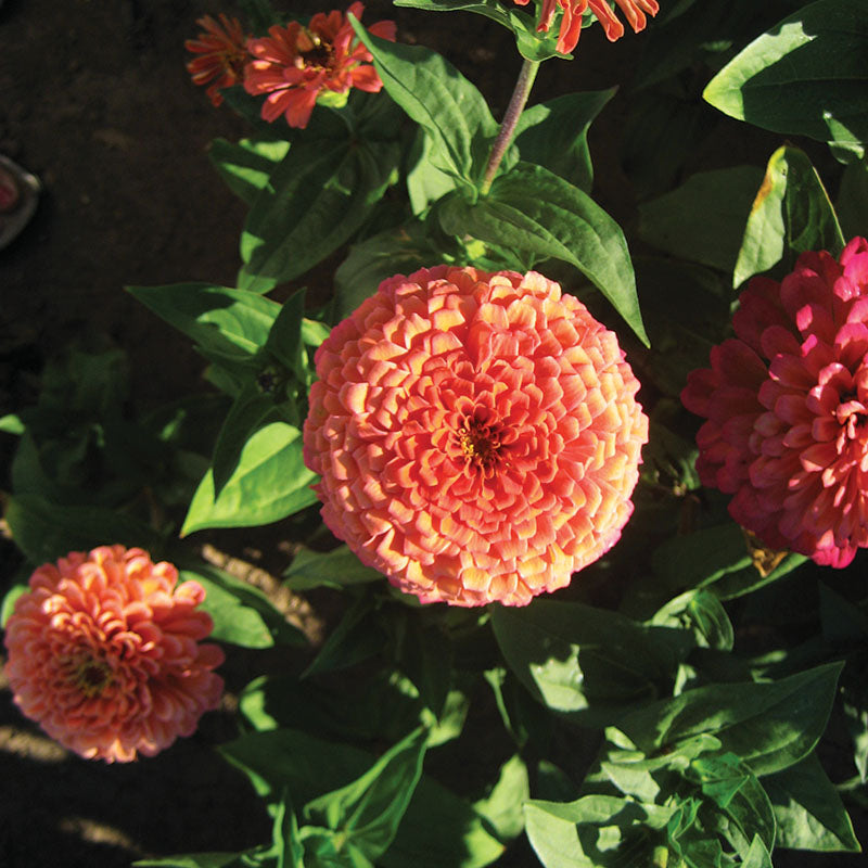 Zinnia Eldorado Seed