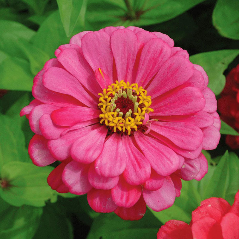 Zinnia Exquisite Seed