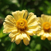 Zinnia Iabellina Seed