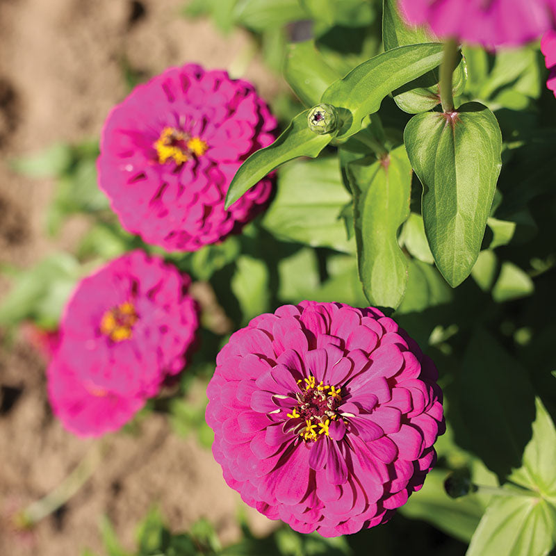 Zinnia Purple Prince Seed