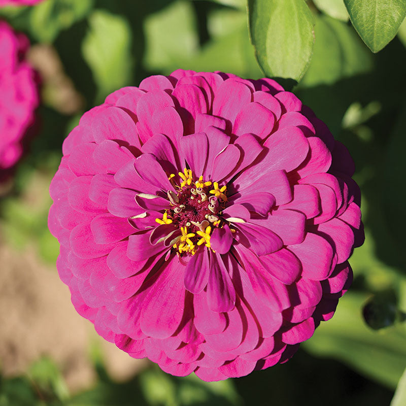 Zinnia Purple Prince Seed