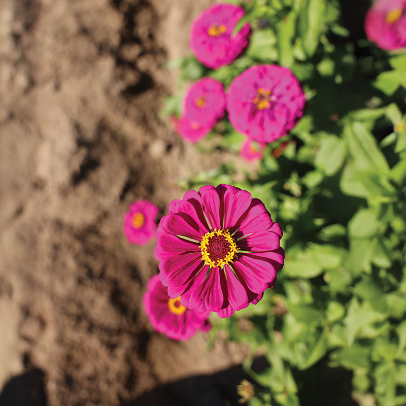 Zinnia Purple Prince Seed