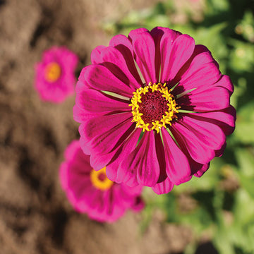 Zinnia Purple Prince Seed