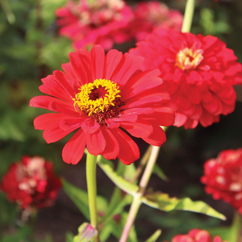 Zinnia Will Rogers Seed