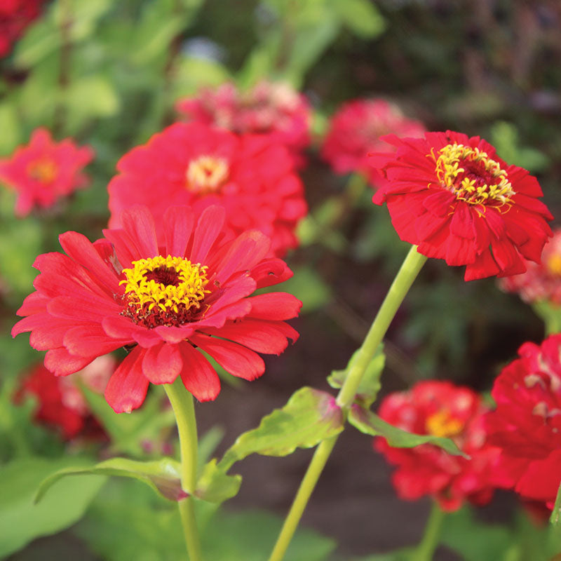 Zinnia Will Rogers Seed