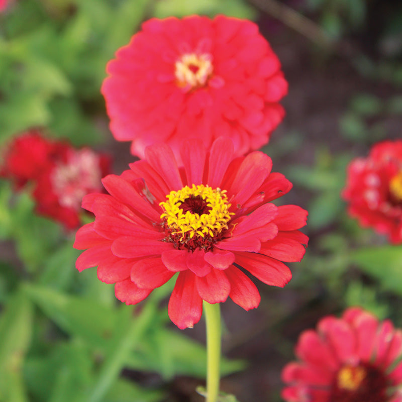 Zinnia Will Rogers Seed