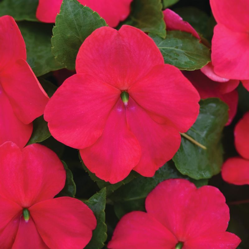 Impatiens Beacon Lipstick Seed