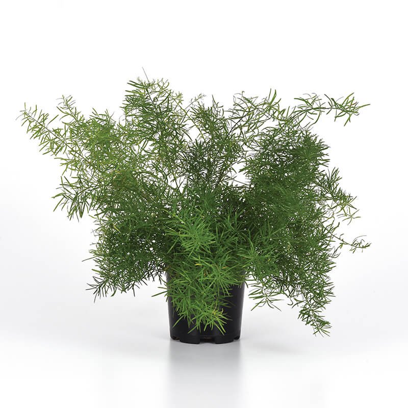 Asparagus Fuzzyfern Frizz Seed