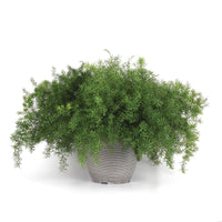 Asparagus Fuzzyfern Frizz Seed