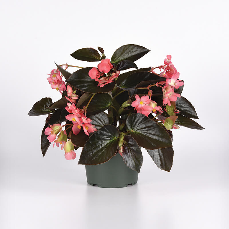 Begonia Dragon Wing Pink Bronze Leaf F1 Seed