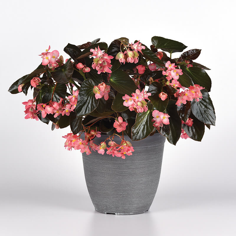 Begonia Dragon Wing Pink Bronze Leaf F1 Seed