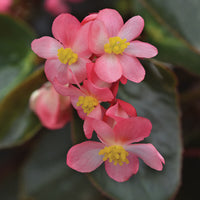 Begonia Dragon Wing Pink Bronze Leaf F1 Seed