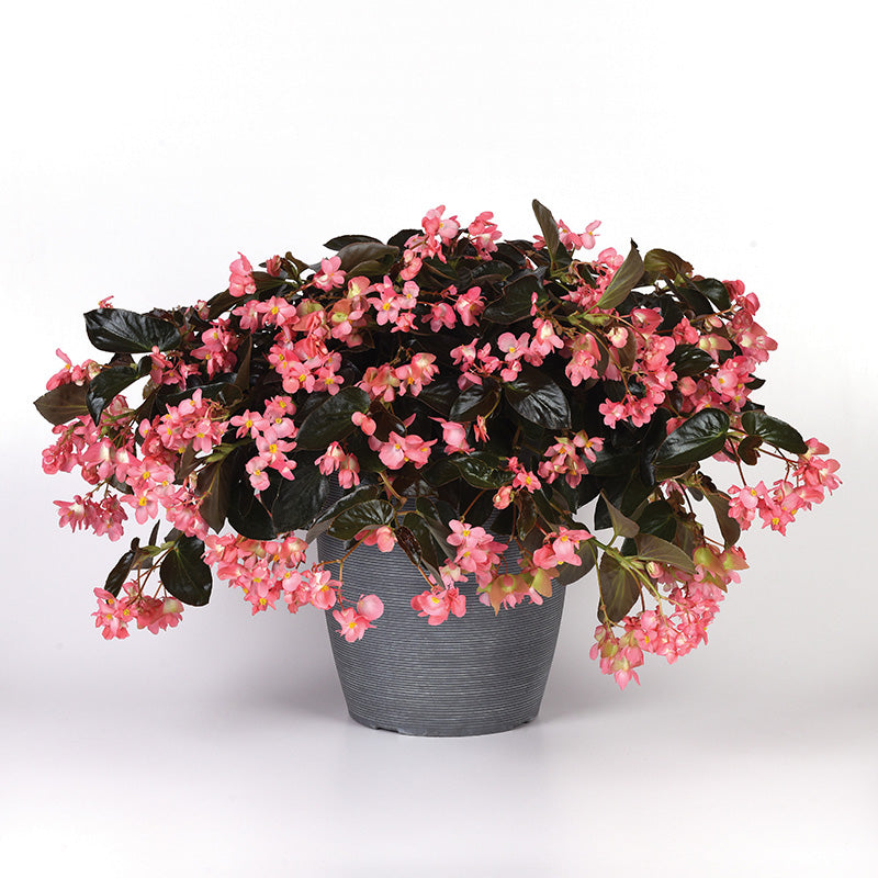 Begonia Dragon Wing Pink Bronze Leaf F1 Seed