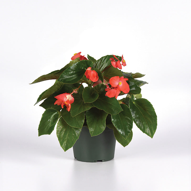 Begonia Dragon Wing Red Bronze Leaf F1 Seed