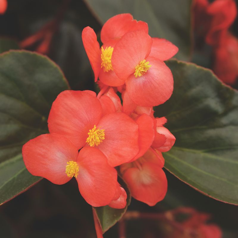 Begonia Dragon Wing Red F1 Seed