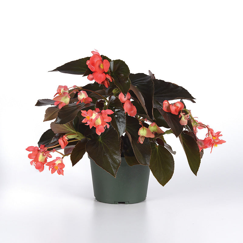 Begonia Dragon Wing Red Bronze Leaf F1 Seed