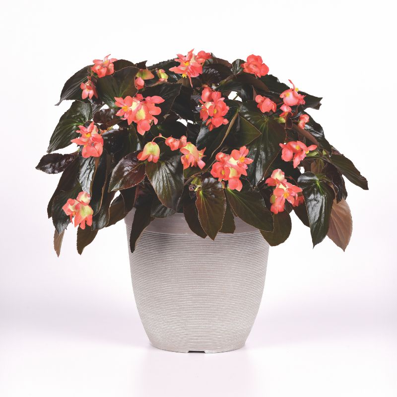 Begonia Dragon Wing Red F1 Seed