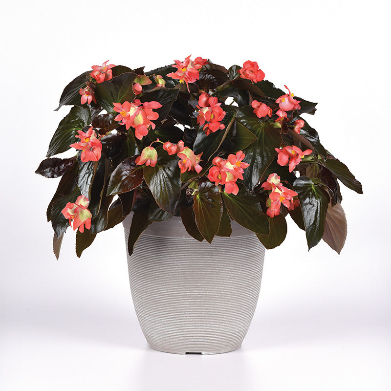 Begonia Dragon Wing Red Bronze Leaf F1 Seed