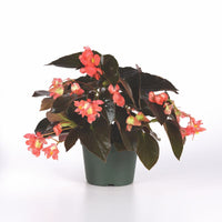 Begonia Dragon Wing Red F1 Seed