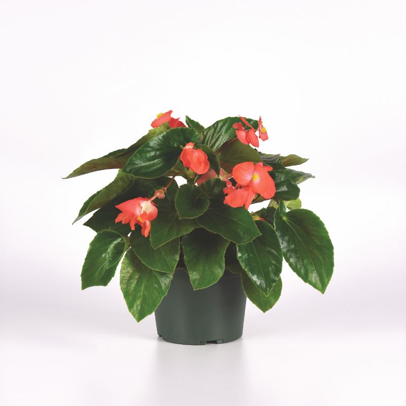 Begonia Dragon Wing Red F1 Seed