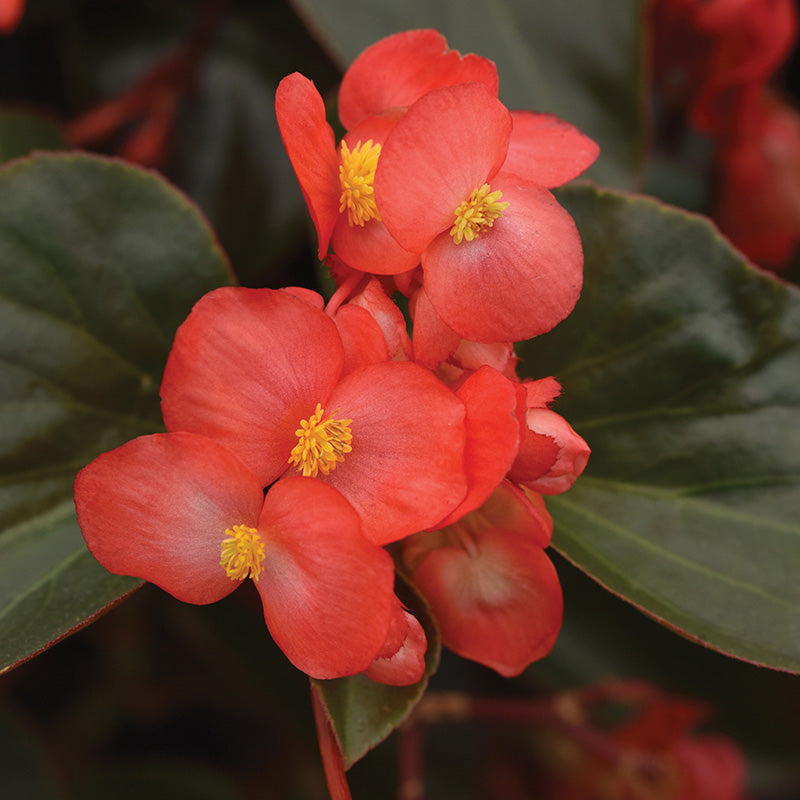 Begonia Dragon Wing Red Bronze Leaf F1 Seed